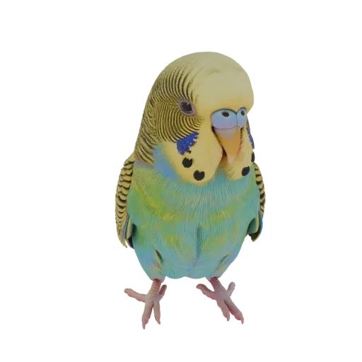 Un modello 3D di un periquito con piume gialle, verdi e blu, appollaiato e che guarda leggermente di lato.