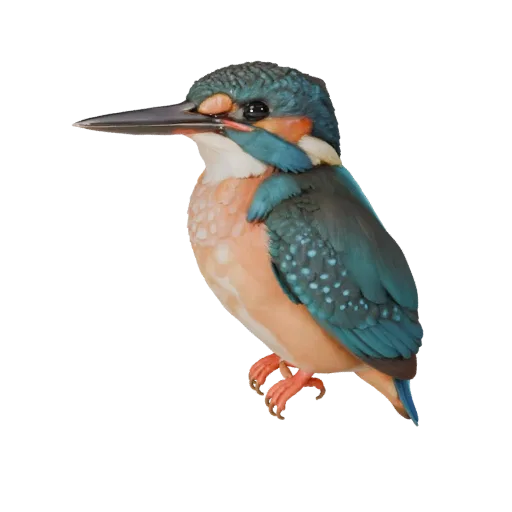 Modelo 3D realista de Martín Pescador, render de vida silvestre en vista lateral, asset animal listo para animación con perfi