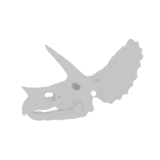 Un modello 3D dettagliato di un cranio bianco di Triceratopo, che mostra il suo iconico collare osseo e tre corna su uno sfon