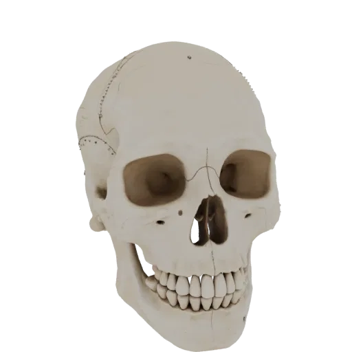 Spine Skull 3D model, three-quarter front view, AR viewer studio render, showing bone surfaces, skeletal landmarks.