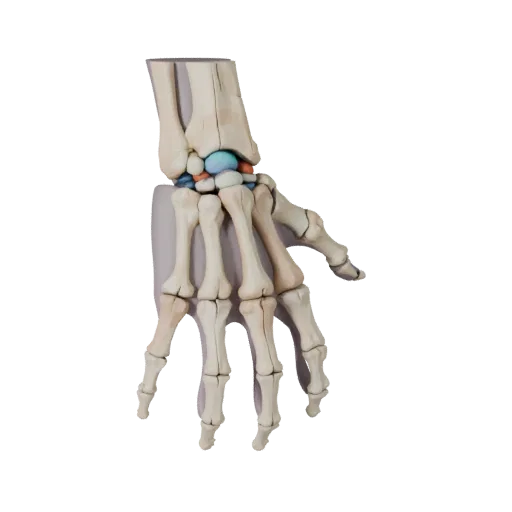 Full Body Hand Bones Stylized 3D model, stylized isometric render, showing bone surfaces, skeletal landmarks.
