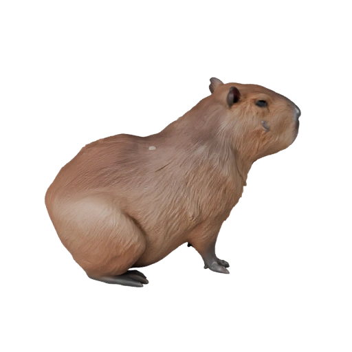Capibara Modelo 3D para Unity - Asset Listo para Juego, FBX | Libre de Regalías