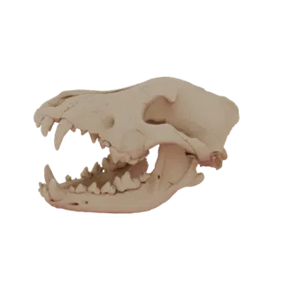 Side view of a detailed 3D model of a canine skull with its mouth slightly open, revealing sharp teeth.