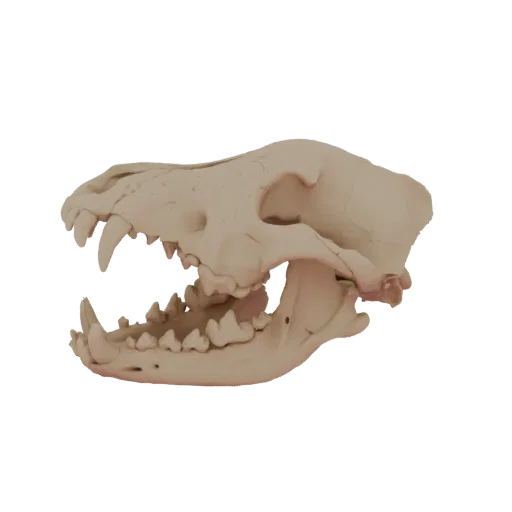 Side view of a detailed 3D model of a canine skull with its mouth slightly open, revealing sharp teeth.