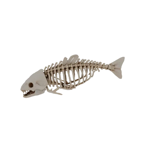 3D salmon skeleton model, side view, with detailed bones and skull
