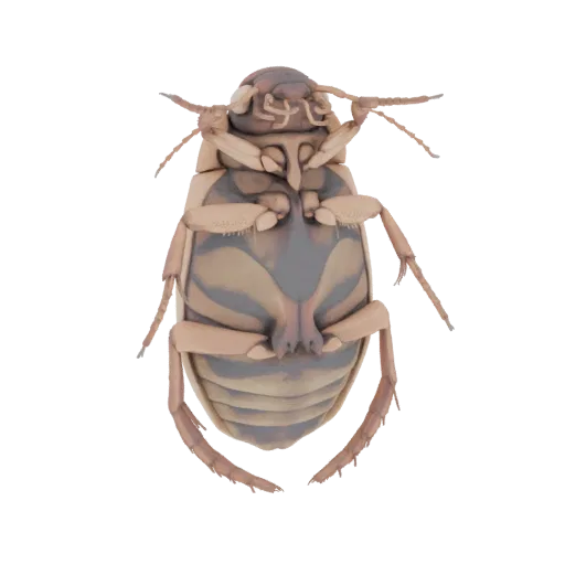Vista ventrale di un modello 3D di scarabeo Dytiscus dauricus, che mostra zampe dettagliate, addome segmentato e motivo a str