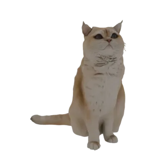 Un rendering 3D di un gatto dorato seduto dritto e guardando verso l'alto, con la coda arrotolata attorno al corpo.