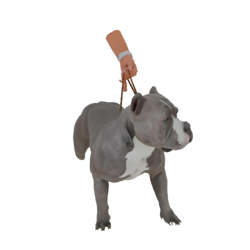 Muscular Pitbull Dog 3D Model