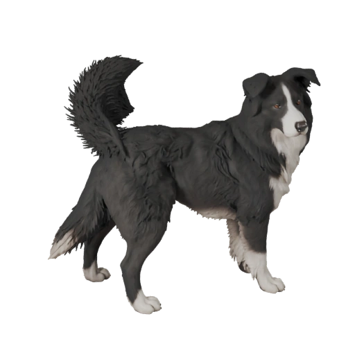Border Collie Hund 3D Modell für Blender - PBR Asset mit Texturen