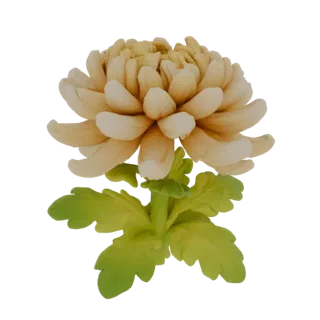 3D-Modell einer cremefarbenen Chrysanthemenblüte mit üppigen Blütenblättern und grünen Blättern auf weißem Hintergrund