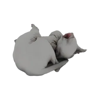 Modèle 3D d'un chat Sphynx dormant paisiblement, lové en boule avec la tête rentrée.