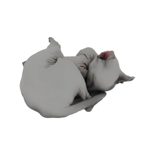 Modèle 3D d'un chat Sphynx dormant paisiblement, lové en boule avec la tête rentrée.