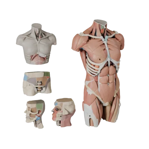 Modular Torso Anatomy Kit Stylized 3D model, stylized isometric render, showing neutral educational colors, form detail.