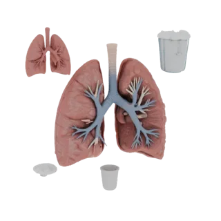 Modello 3D Polmone Didattico, vista di profilo, rendering tecnico viewport, mostra colori tessuti molli, silhouette organo.