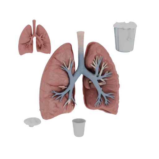 Teaching Lung 3D model, side profile view, technical viewport render, showing soft tissue colors, organ silhouette.
