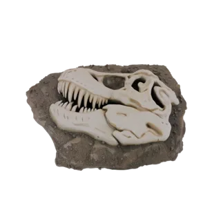 Modèle 3D d'un crâne de Tyrannosaure Rex fossilisé incrusté dans une base rocheuse brute, vu de côté.