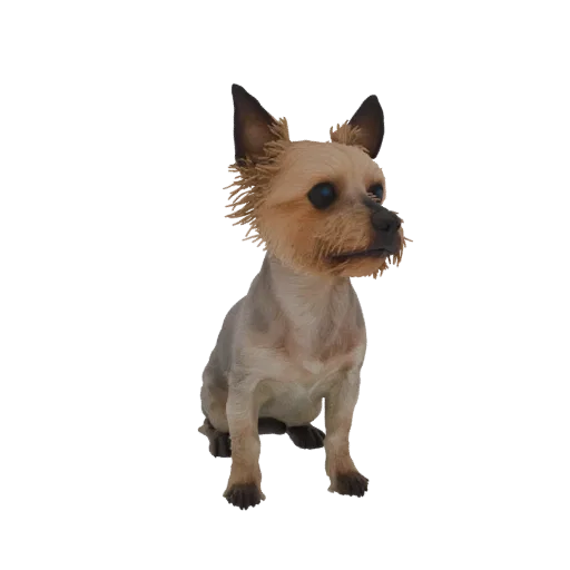 3D model of a Yorkshire Terrier sitting, with tan and grey fur and alert ears, on a white background.