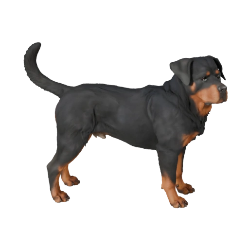 Modelo 3D Realista de Perro Rottweiler - Activo PBR Riggeado para Juegos