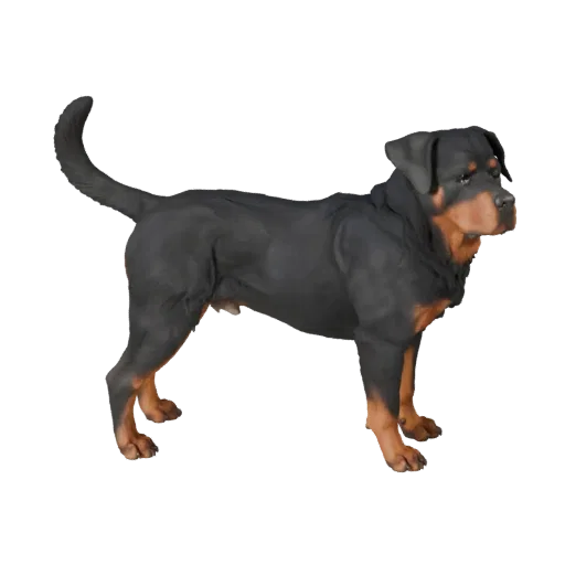Modello 3D realistico di cane Rottweiler, rendering di fauna selvatica vista laterale, asset animale pronto per l'animazione
