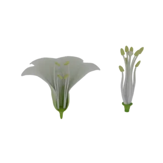 3D-Modell einer weißen Lilienblüte im Schnitt, das Stempel und Staubblätter zeigt.