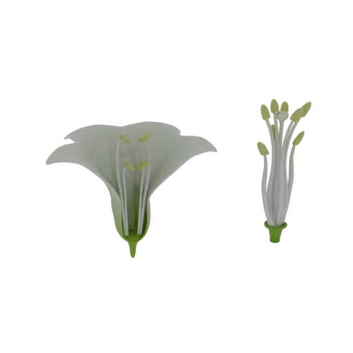 3D model of a white lily flower cut in half, showing the pistil and stamens inside.