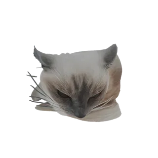 Modello 3D di un gatto siamese che guarda in basso con la testa inclinata, mostrando il suo distintivo motivo del pelo e gli