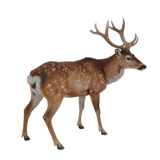 Spotted Deer