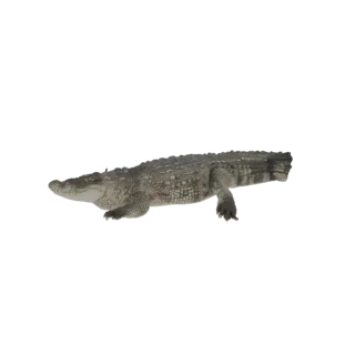 A realistic 3D model of a crocodile, shown from the side with its mouth slightly open and legs extended.
