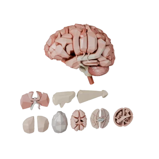 Vascular Brain Low Poly 3D model, game viewport three-quarter view, showing soft tissue colors, organ silhouette.