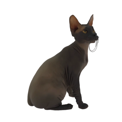 Sphynx Cat with Collar 3D Model