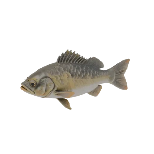 3D model of sturgeon fish bas-relief with "Rybinsk" inscription in vintage letters