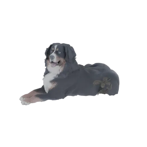 3D model of a Bernese Mountain Dog lying down, showcasing its tri-color coat and friendly expression.