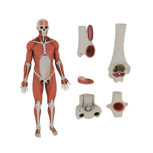 Sectioned Joint Anatomy Kit 3D model, side profile view, technical viewport render, showing material detail and scale.
