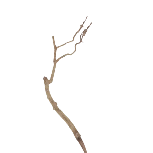 A realistic 3D model of a twisted, gnarled tree branch against a black background.