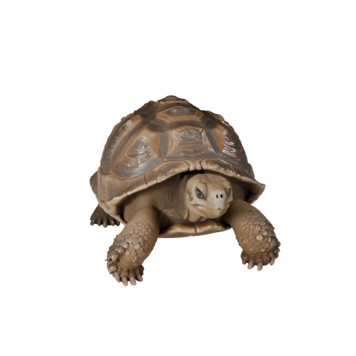 Modelo 3D Realista de Tartaruga-das-galápagos - Asset PBR Rigged para Jogos