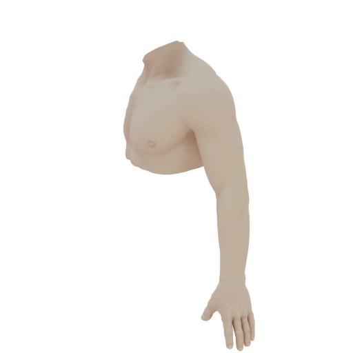 Male Torso and Arm 3D Model