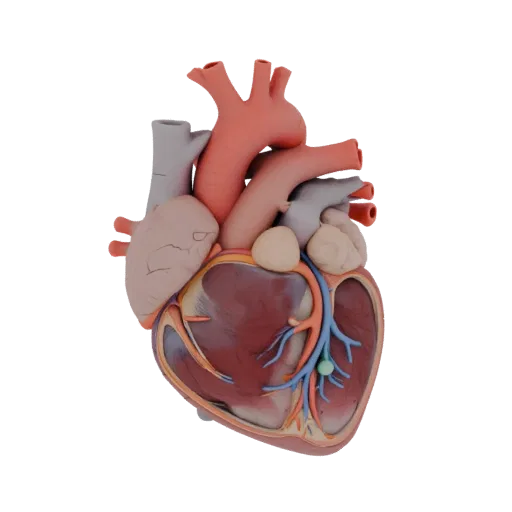 Modelo 3D Corazón Sano, vista de perfil lateral, render técnico de viewport, mostrando colores de tejido blando, silueta del