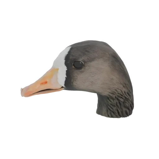 3D model of a goose head with realistic feather texture and a white stripe on its forehead, viewed from the side.