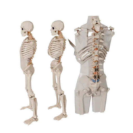 Spine Style Column Low Poly 3D model, game viewport three-quarter view, showing bone surfaces, skeletal landmarks.