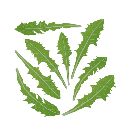 A 3D render of a cluster of green dandelion leaves arranged in a circular pattern against a white background.