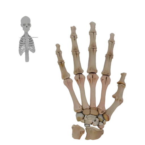 Full Body Hand Bones 3D model, side profile view, technical viewport render, showing bone surfaces, skeletal landmarks.
