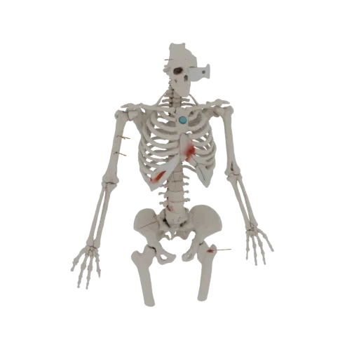 Spine Hand Bones 3D model, three-quarter front view, AR viewer studio render, showing bone surfaces, skeletal landmarks.