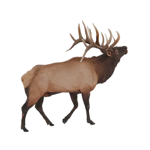 3D model of a majestic elk with large, branching antlers, standing alert against a black background.