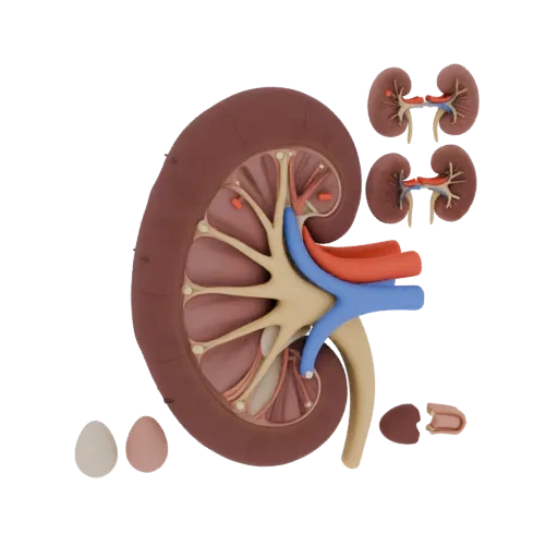 Cutaway Kidney 3D model, three-quarter front view, AR viewer studio render, showing soft tissue colors, form detail.