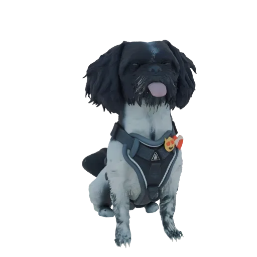 3D model of a cute black and white Shih Tzu dog sitting, wearing a dark harness with a heart-shaped charm.