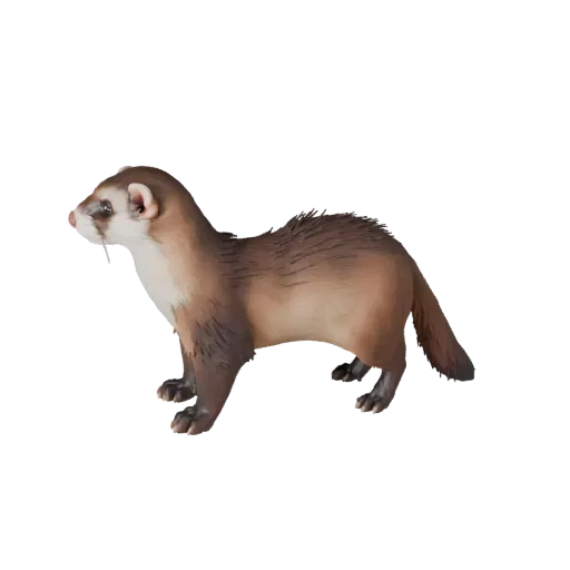 Modelo 3D realista de furão, render de vida selvagem em vista lateral, ativo de animal pronto para animação com anatomia clar