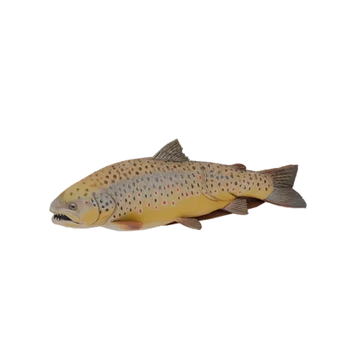 A realistic 3D model of a Brown Trout fish, showcasing its spotted pattern and natural form against a white background.