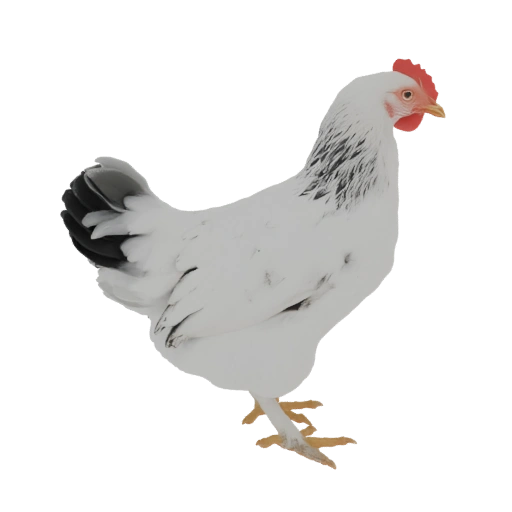 White Chicken