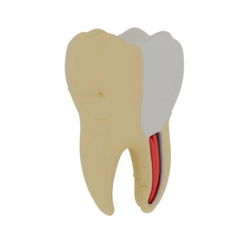 3D Model of Anatomically Accurate Lower Molar