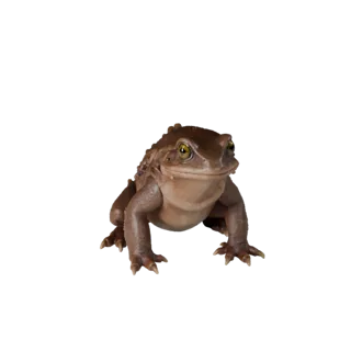 Realistic Salamander 3D Model - Rigged PBR Asset for Games